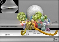 Molecular modeling of Cav2 nano-environments in the presynapse.