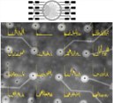 Automated Formation of Lipid Membrane Microarrays for Ionic Single-Molecule Sensing with Protein Nanopores