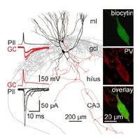 Joint CP-AMPA and group I mGlu receptor activation is required for synaptic plasticity in dentate gyrus fast-spiking interneurons.