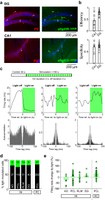 Parvalbumin expressing interneurons control spike-phase coupling of hippocampal cells to theta oscillations