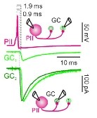 Strength and duration of perisomatic GABAergic inhibition depend on distance between synaptically connected cells.