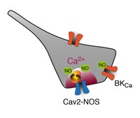 Identification of Cav2-PKCβ and Cav2-NOS1 complexes as entities for ultrafast electrochemical coupling