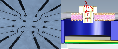 BioMembrane Micro- & Nanotechnology