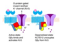 Mechanism of GABAB Receptor desensitization - KCTD-action on G Protein βγ Subunits