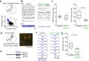 Disrupted-in-schizophrenia-1 is required for normal pyramidal  cell-interneuron communication and assembly dynamics in the prefrontal  cortex.