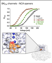 A pharmacological master key mechanism that unlocks the selectivity filter gate in K+ channels