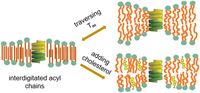 Activity of the Gramicidin A Ion Channel in a Lipid Membrane with Switchable Physical Properties