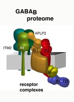 Modular composition and dynamics of native GABAB receptors identified by high-resolution proteomics
