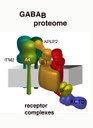 Modular composition and dynamics of native GABAB receptors identified by high-resolution proteomics