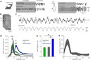 Organization of prefrontal network activity by respiration-related oscillations