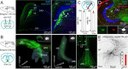 Somatostatin-positive interneurons in the dentate gyrus of mice provide local- and long-range septal synaptic inhibition