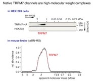 The molecular appearance of native TRPM7 channel complexes identified by high-resolution proteomics